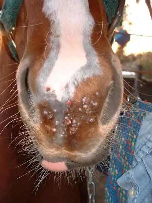 tratamiento de papilomatosis en caballos